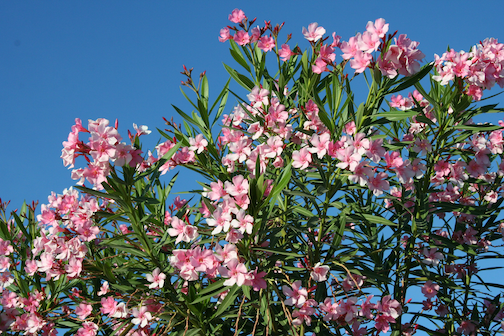 Beautiful flowers