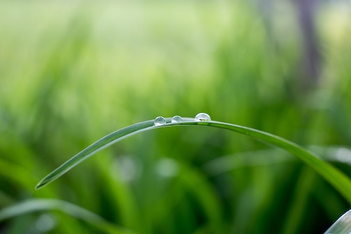 Dew on a blade of grass