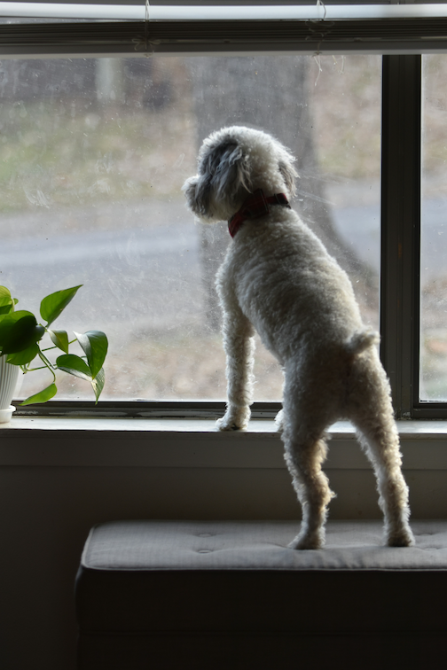 Dog looking out window