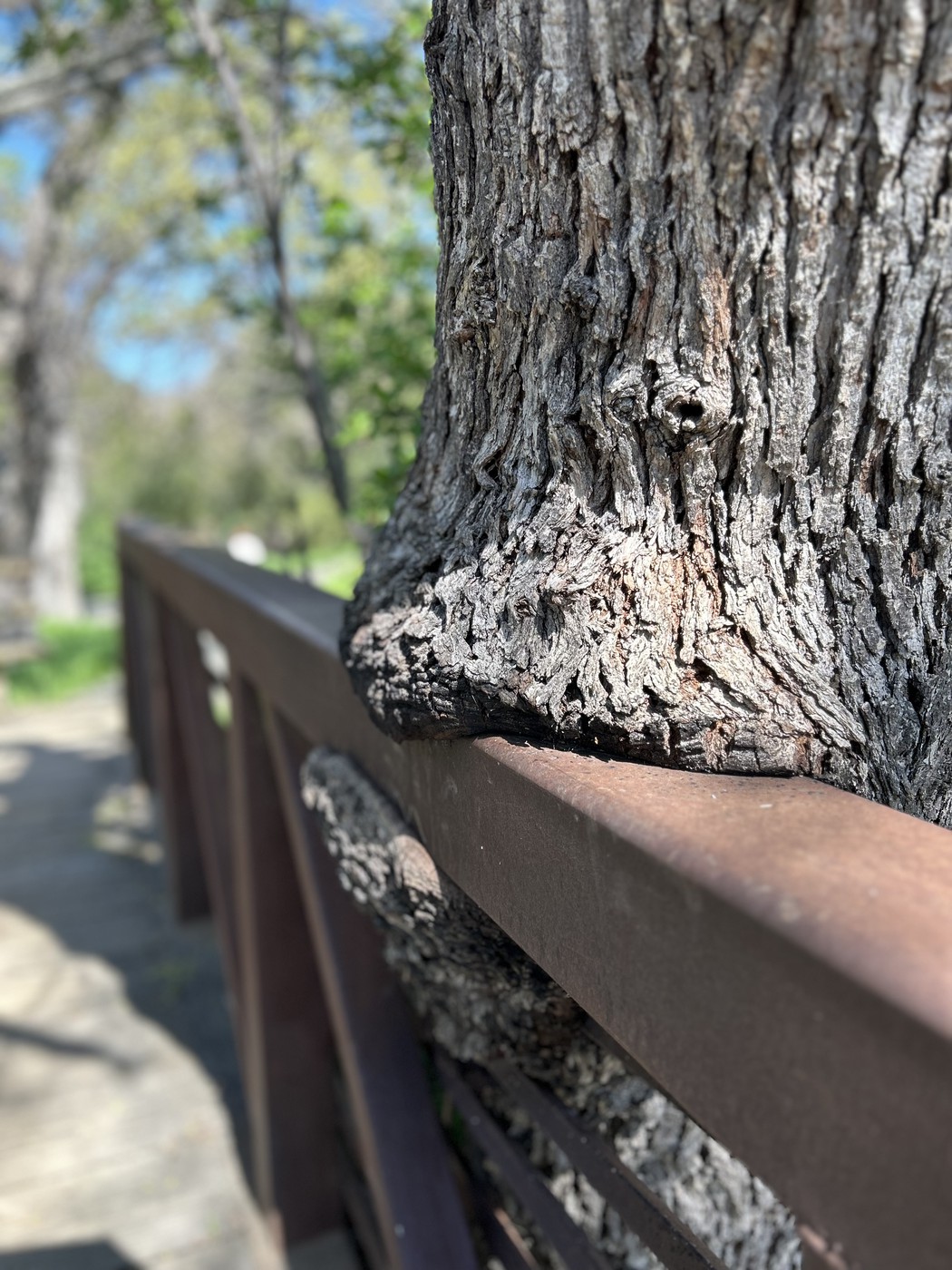 Tree engulfing bridge rail
